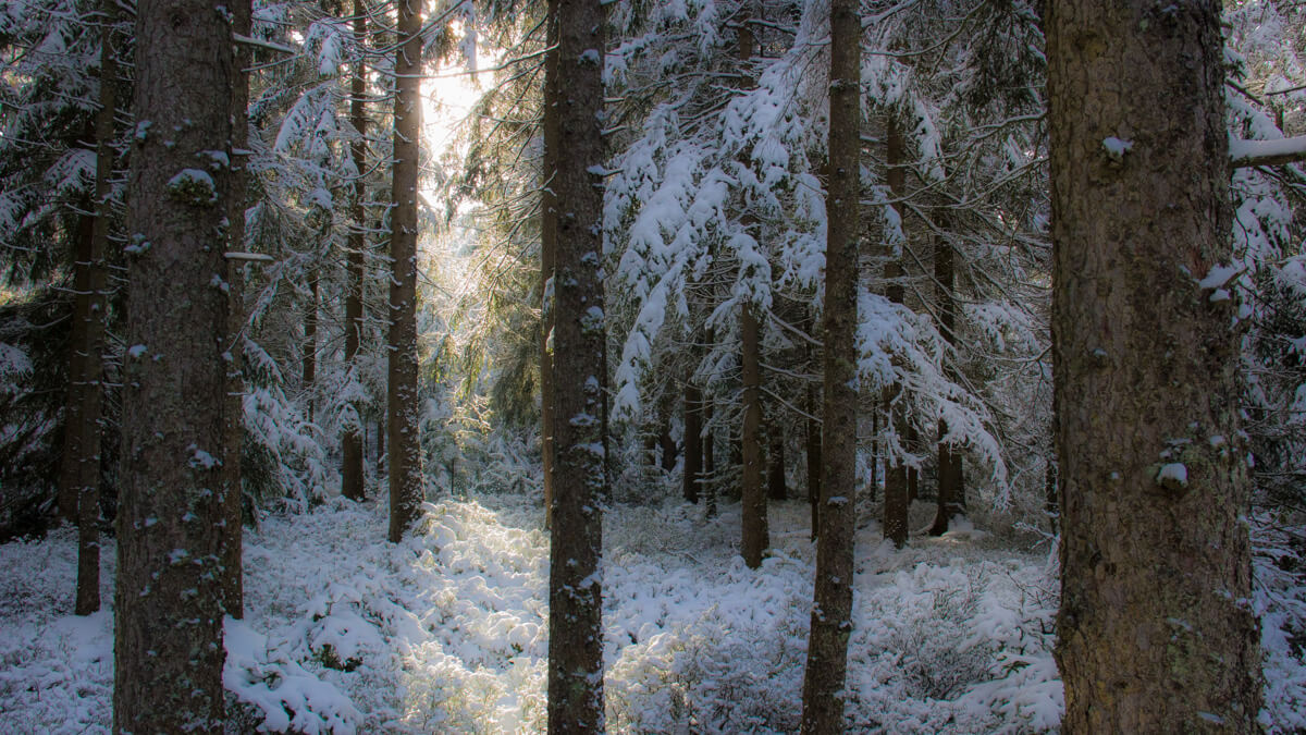 Winterwald im Schwarzwald zur Wintersonnwende