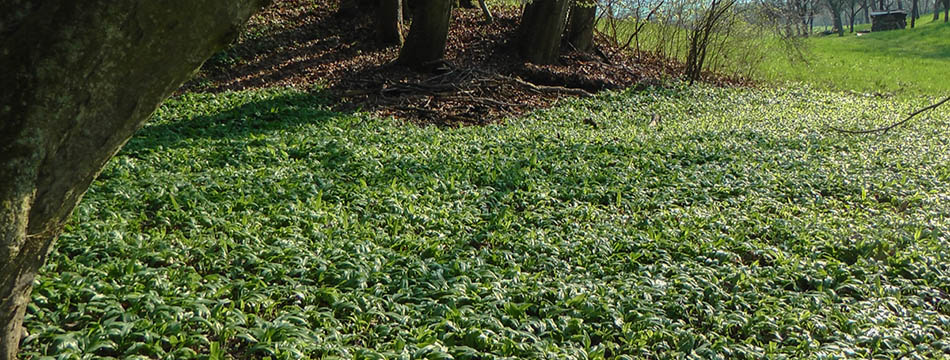Eine Waldwiese mit Bärlauch
