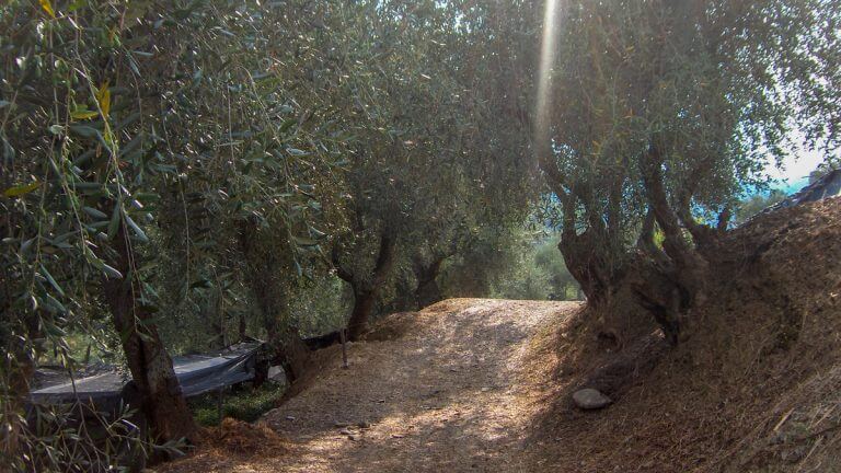 Olivenbäume in Ligurien